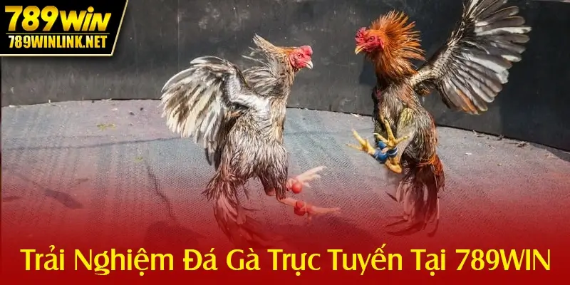 Trải Nghiệm Đá Gà Trực Tuyến Tại 789WIN